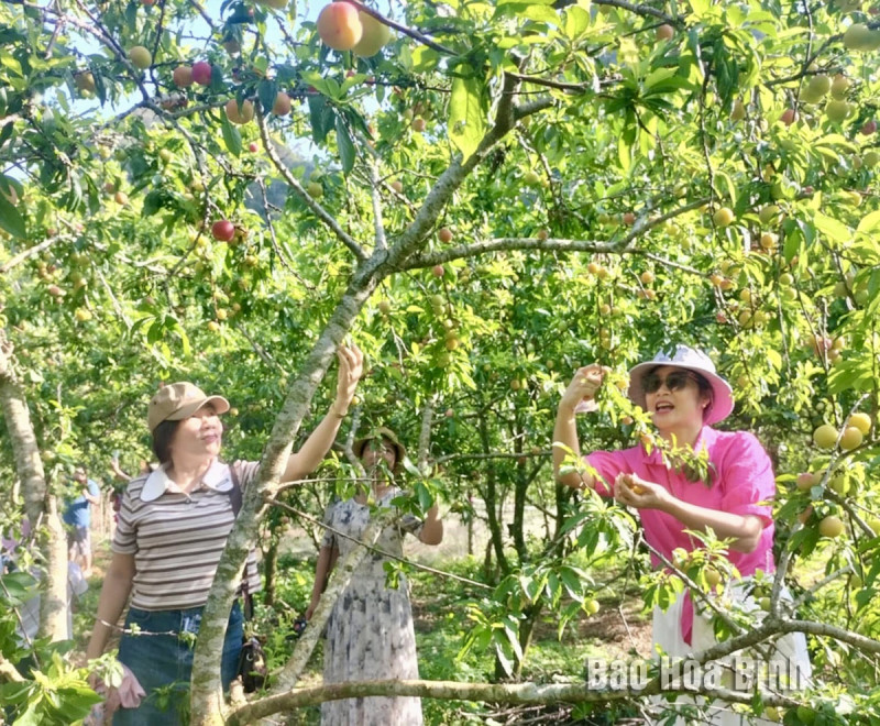 Lên Pà Cò, Hang Kia (Hòa Bình) trải nghiệm sản phẩm du lịch hái quả